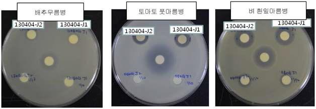 130404-Jar 배양액의 항균활성 결과(in vitro)