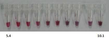 황색포도상구균 항체-나노 금입자 결합 조건 구명