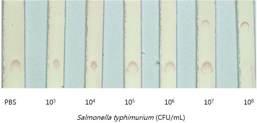 살모넬라균 검출 실험 (PBS 버퍼)