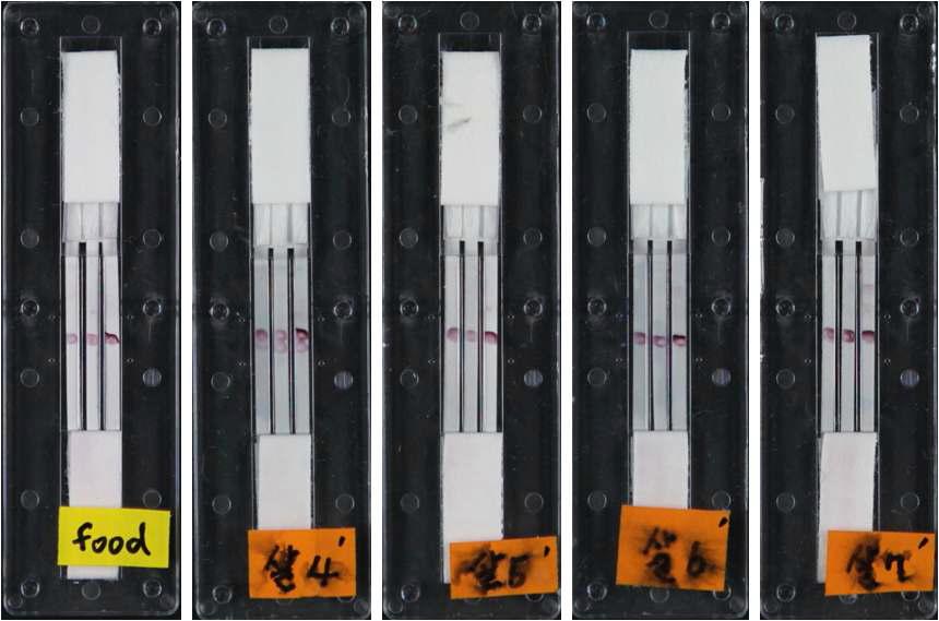 면역진단칩 이용 살모넬라균 검출(닭고기)