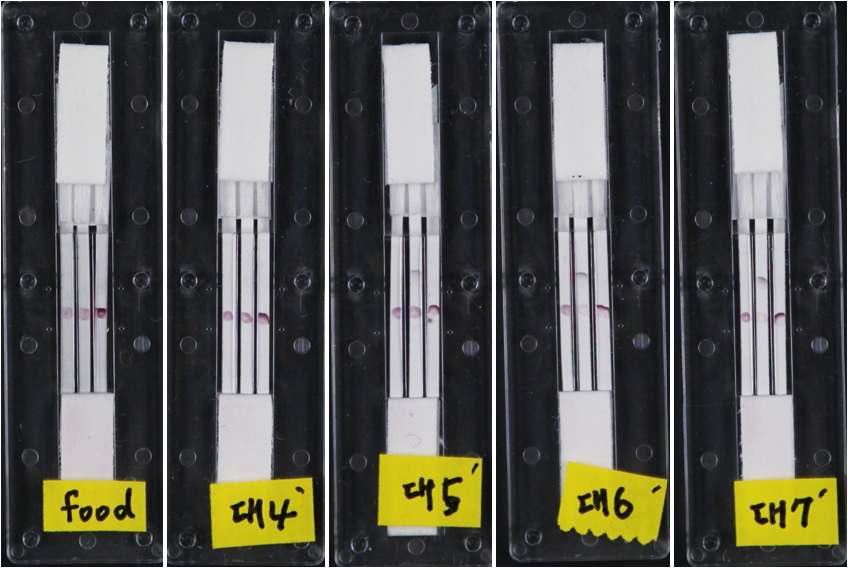 면역진단칩 이용 병원성 대장균 검출(닭고기)