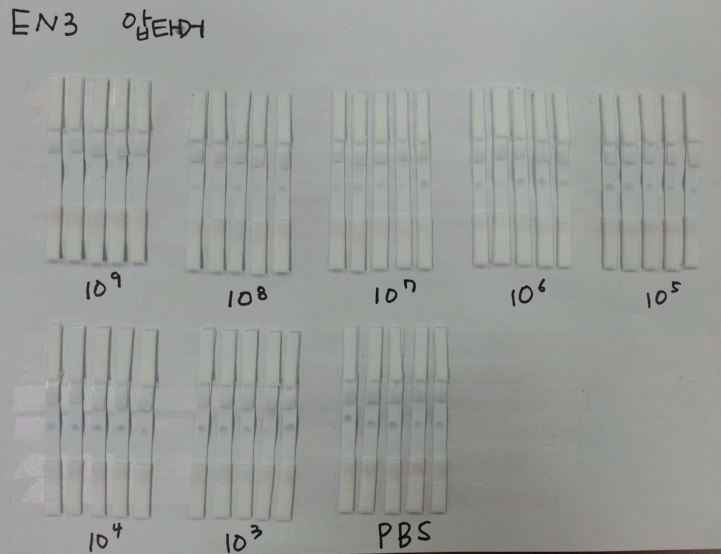 DNA 바이오탐침자 기반 간이 진단키트의 살모넬라균 검출