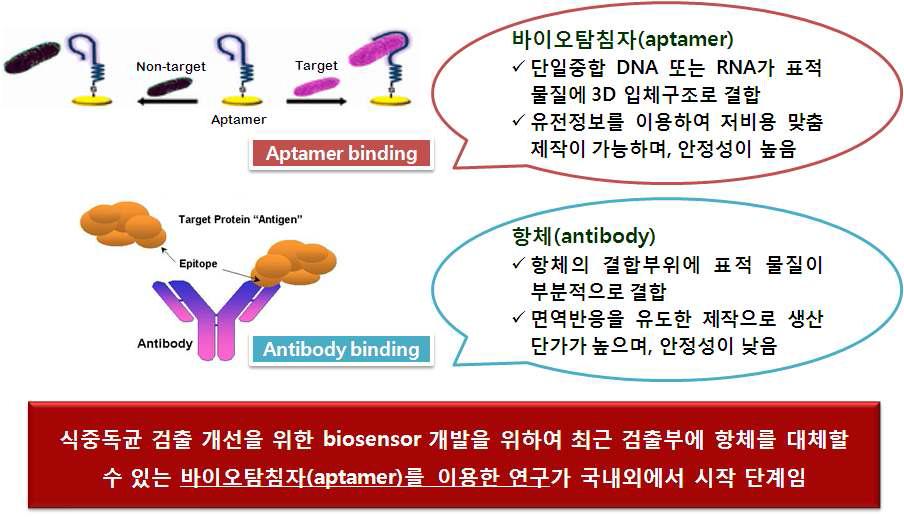 바이오탐침자와 항체 비교