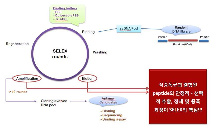 SELEX 방법