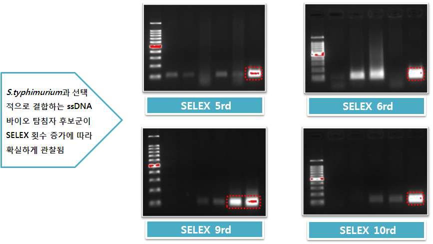 whole-cell SELEX 5~10 rounds (specific to S. typhimurium)