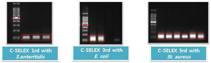 Counter-SELEX 1~6 rounds (specific to S. typhimurium)