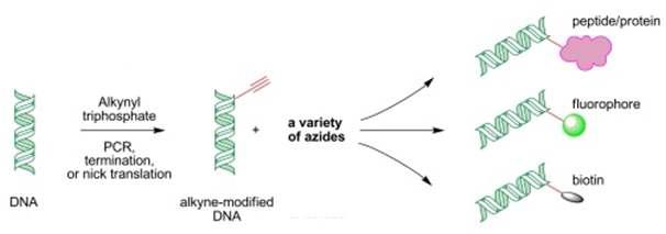 바이오탐침자의 나노물질 결합 과정 (예시)