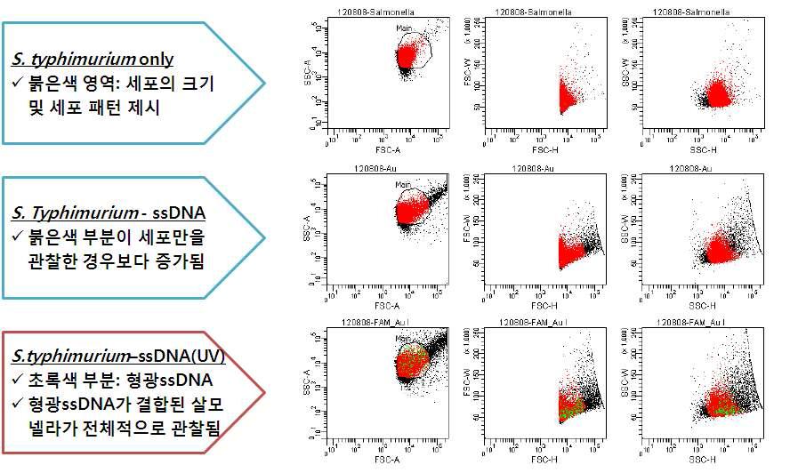 S. typhimuium과 ssDNA 바이오탐침자 후보 결합 친화도 및 선택성 분석 결과