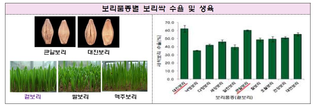 보리 품종별 생육상태(좌) 및 새싹보리 수율(%) 결과