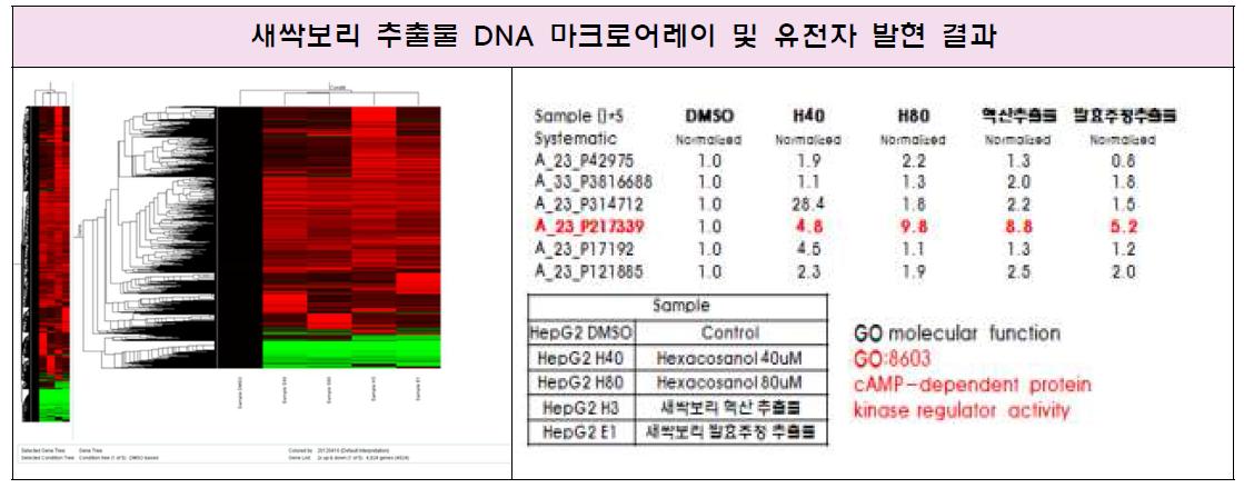 새싹보리 추출물 DNA 마이크로어레이(좌), 지질대사 관련 유전자 발현(B)