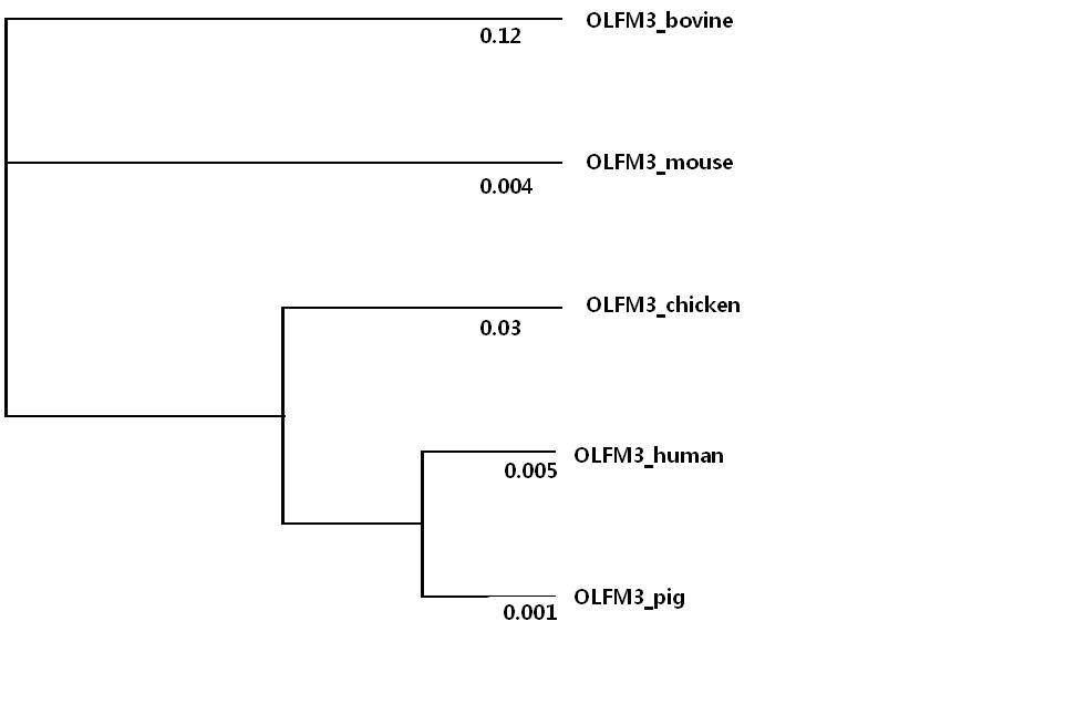 Phylogeny of OLFM3