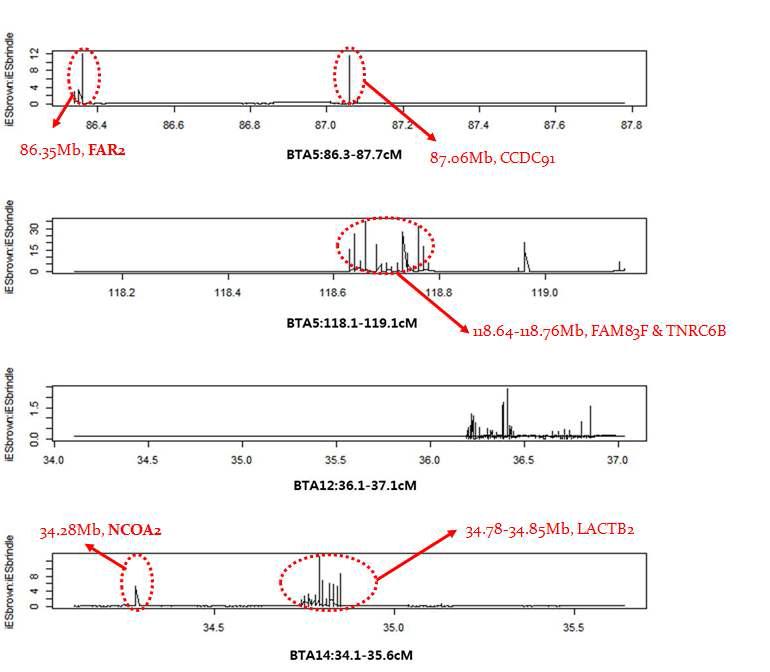 Extended haplotype homozygosity (EHH) profiling to detect signatures of selection in brown Hanwoo using NGS Data