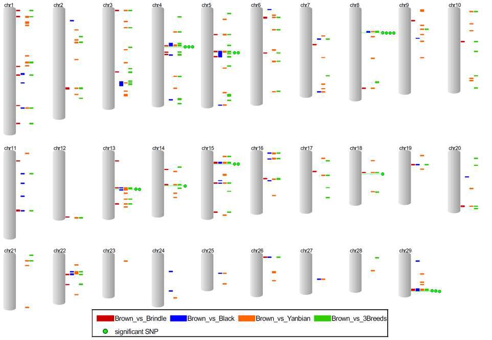 Map of recent positive selected regions in Brown vs. Brindle, Black, Chinese Yanbian and unselected breeds from Rsb test