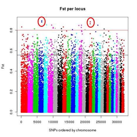 Fstatistics values of SNPs with chromosome-wide - grey line is ave+3SD(0.556)