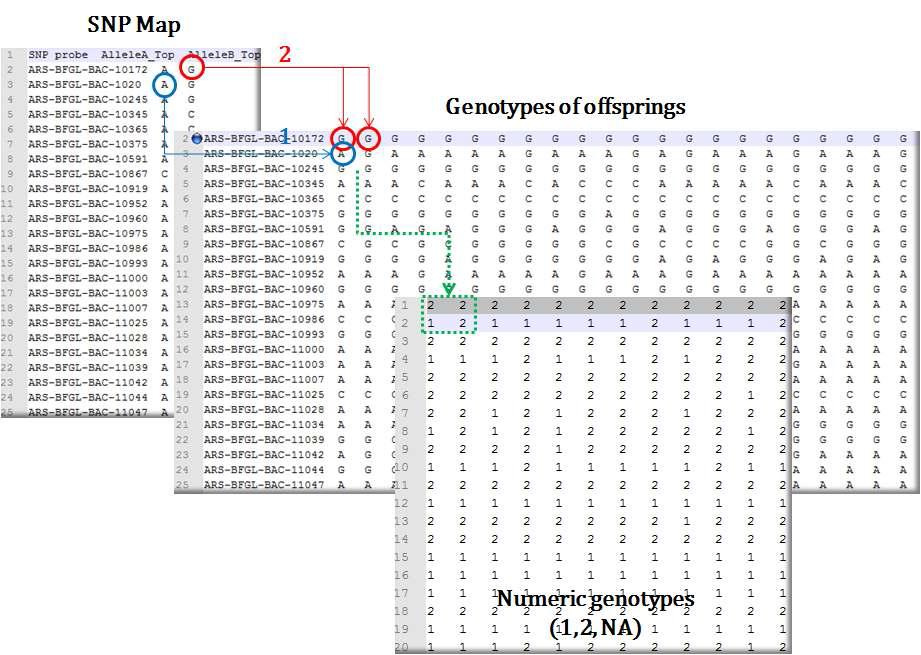 An example for changing data format with numeric genotypes.