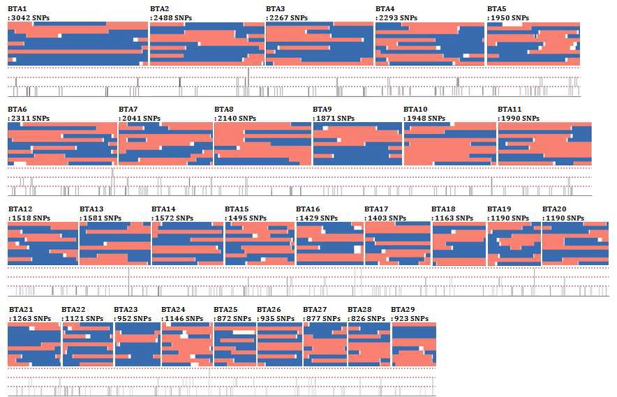 Composition of sire haplotypes within 11 offsprings and recombination sites/frequencies.