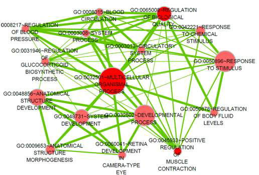 Network of functional terms of candidate genes from HW vs. YB