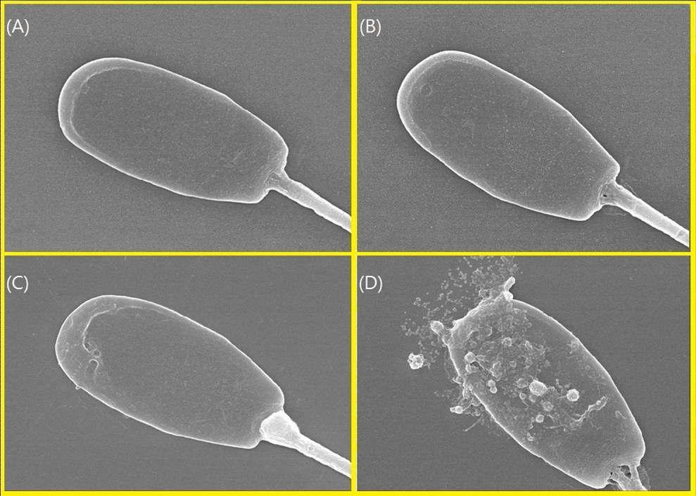 SEM photographs of bacteria contaminated semen. Intact plasma memembrane and acrosome, normal spermatozoa(A and B), plasma membrane disruption but the acrosome intact(C), and disruption of plasma mambrane and acrosome(D)