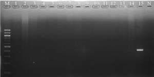 Specificity test of the PCR assay for detection of Stenotrophomonas maltophilia.