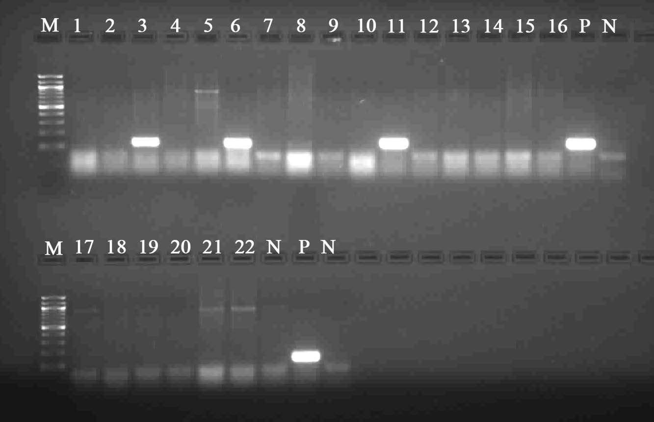 PCR results of E. coli isolated form boar semen. EAST-1 gene only was detected in three isolates (lane 3, 6 and 11).