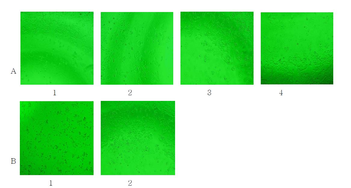 Non-cytopathogenic effects were observed into the vero cells treated with high concentration of antibiotics.