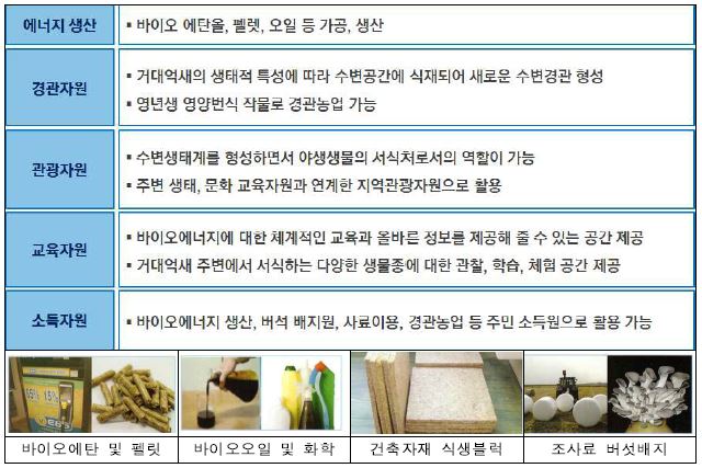 거대억새 활용 분야