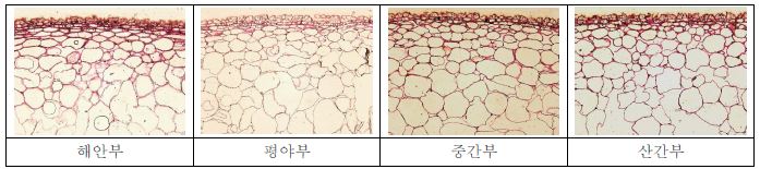 사과 ‘홍로’에서 지대별 과피조직 검경