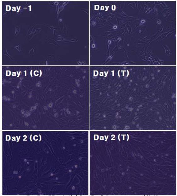 T.peptide (EVPEVHEEVH) 처리에 따른 세포 morphology 변화