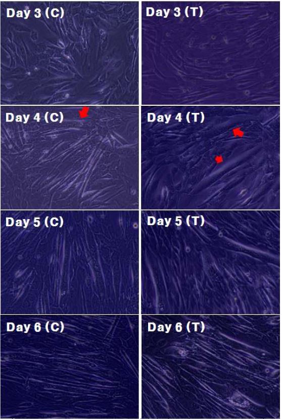 T.peptide (EVPEVHEEVH) 처리에 따른 세포 morphology 변화