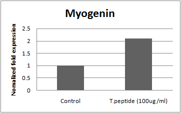 T.peptide (EVPEVHEEVH) 처리에 따른 Myogenin mRNA 발현