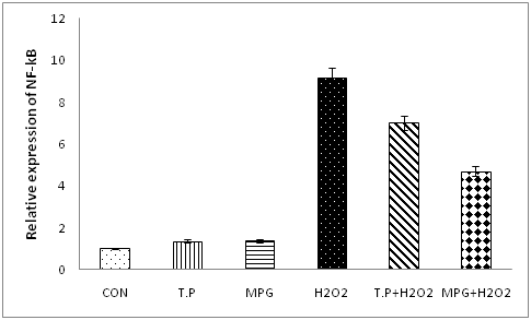 NF-kB 발현에 있어 T.peptide와 MPG peptide의 영향