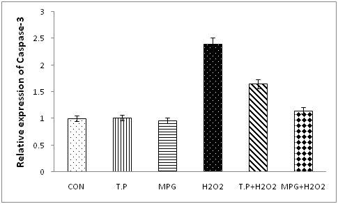 Caspase-3 발현에 있어 T.peptide와 MPG peptide의 영향