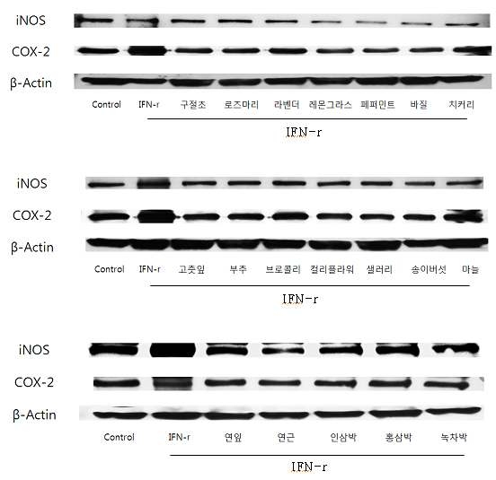 Effect of water extracts from medicinal herbs and agricultural by-products on IFN-γ induced iNOS and COX-2 expression