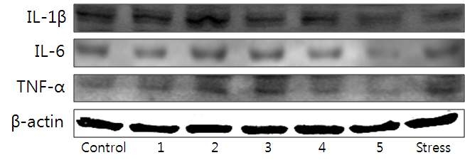 Effect of medicinal herbs on TNF-α, IL-6 and IL-1β expression of blood serum of rat