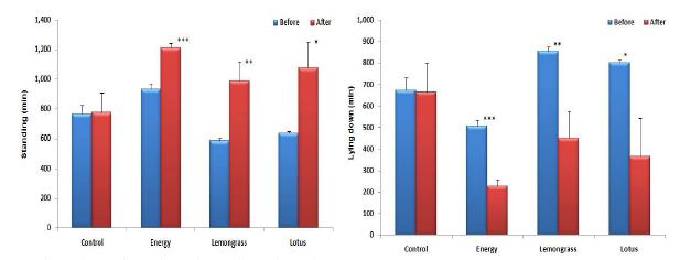 Standing and lying down behavior of Hanwoo heifer supplemented with energy, lemongrass and lotus during estrus synchronization