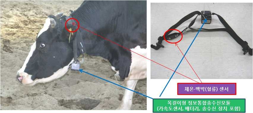 체온·맥박 센싱 모듈과 연결된 정보통합송수신 모듈 목걸이벨트 일체형 젖소 착용