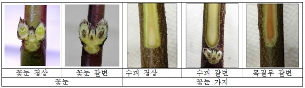 저온처리에 따른 복숭아 가지 갈변 양상.