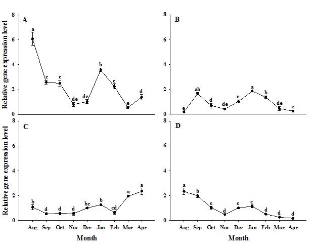 시기별 PpDhn2 유전자의 발현 변화. A, 대월; B, 아이카와나카지마; C, 후쿠요카비진; D, 키라라노키와미