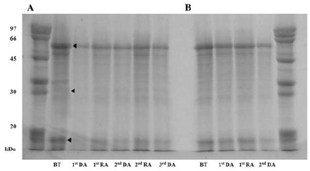 SDS-PAGE를 이용한 탈순화와 재순화 처리별 단백질 패턴 변화. A, 대월; B, 키라라노키와미. BT, 처리 전; DA, 탈순화; RA, 재순화