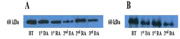 Western blot을 이용한 탈순화와 재순화 처리별 60kDa dehydrin 단백질 패턴 변화. A, 대월; B, 키라라노키와미. BT, 처리 전; DA, 탈순화; RA, 재순화.