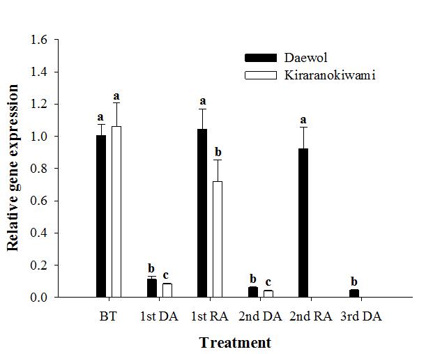 탈순화와 재순화 처리에 반응한 ‘대월’과 ‘키라라노키와미’의 PpDhn1 유전자의 발현 변화. BT, 처리 전; DA, 탈순화; RA, 재순화