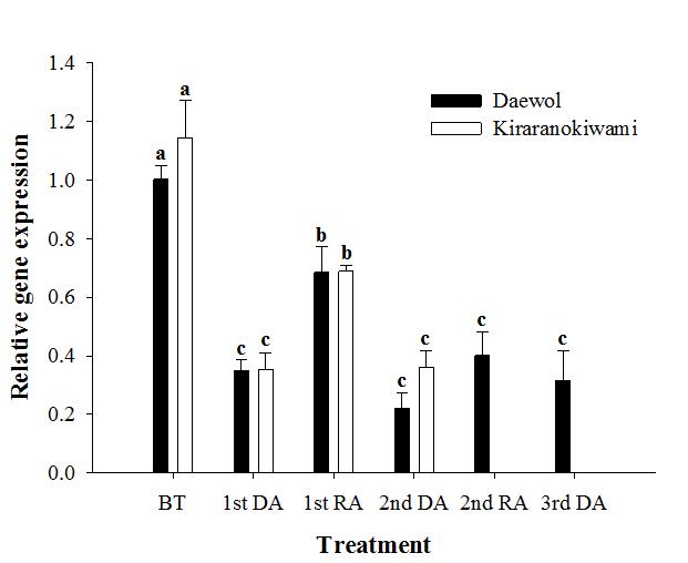 탈순화와 재순화 처리에 반응한 ‘대월’과 ‘키라라노키와미’의 PpDhn2 유전자의 발현 변화. BT, 처리 전; DA, 탈순화; RA, 재순화
