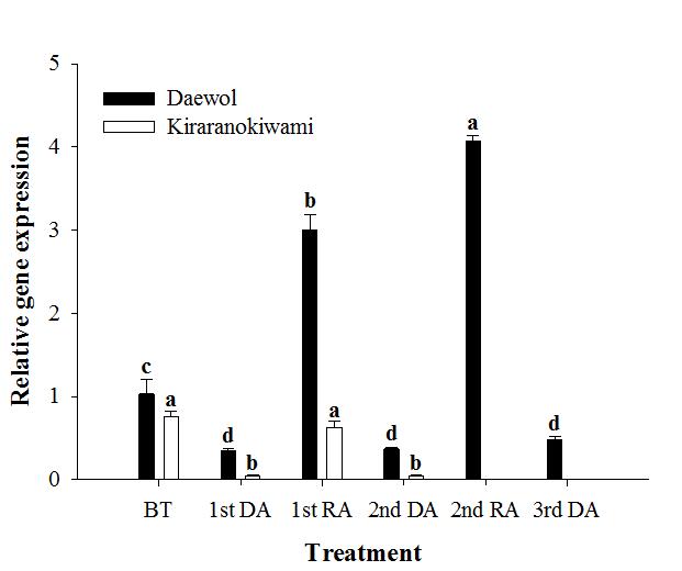 탈순화와 재순화 처리에 반응한 ‘대월’과 ‘키라라노키와미’의 β-amylase 유전자의 발현 변화. BT, 처리 전; DA, 탈순화; RA, 재순화.