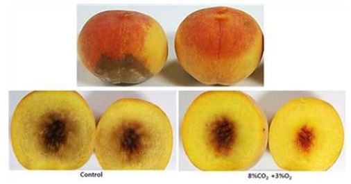 Effect of CA storage on overall appearance of peaches ‘Changhoweon Hwangdo’ during cold storage at (10℃) for 16 days.
