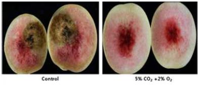 Effect of CA storage on overall appearance of peaches ‘Sumi’ during cold storage at 4℃ for 16 days