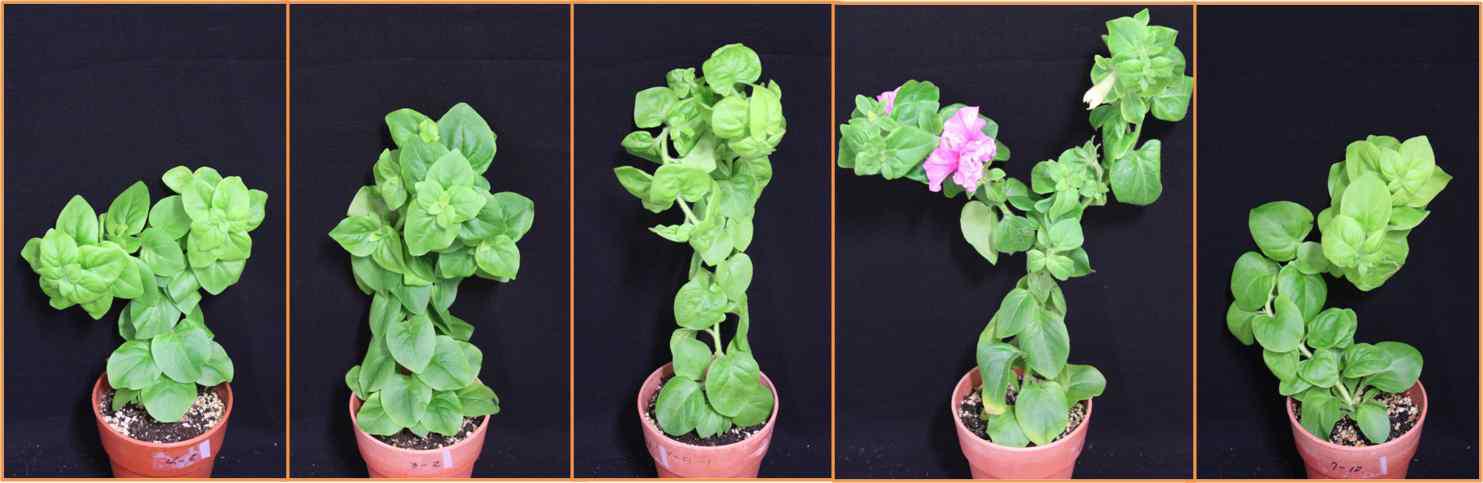 다양한 인공광원 하에서 65일간 재배된 Petunia xhybrida ‘Double Wave’의 생육. FL tube, LED bulb, HPS, MH, MC, 좌→우.