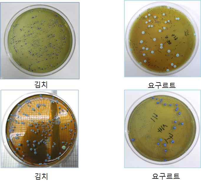 Colonies obtained from kimchi and yoghurt