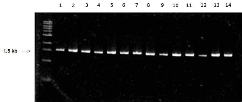 16S rDNA PCR product of isolates from kimchi