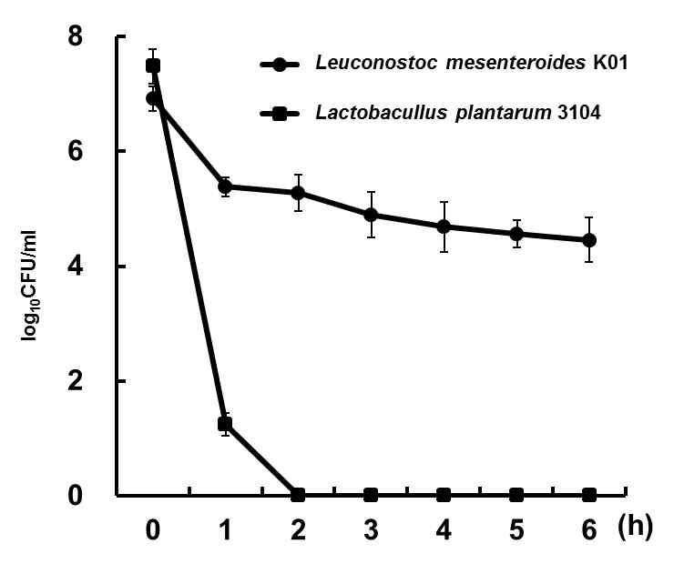 Time-dependent survival rate of lactic acid bacteria in stimulated human intestinal model system