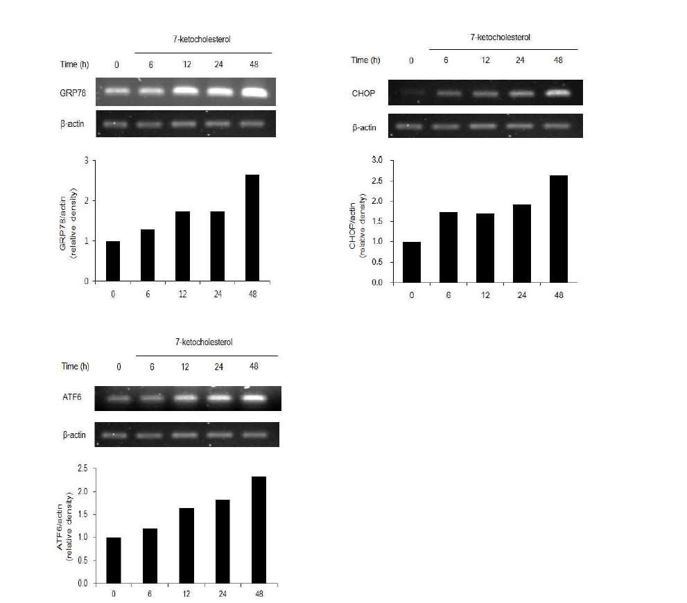 ER stress marker, GRP78, CHOP and ATF6 mRNA expression in macrophage RAW264.7 cell.